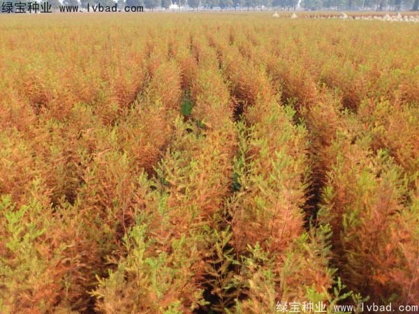 <a href='http://www.wuzhouwash.com/linmuzhongzi/1741.html' target='_blank'>落羽杉種子</a>