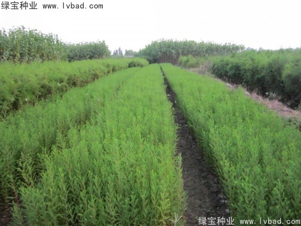 落羽杉<a href='http://www.wuzhouwash.com/' target='_blank'>種子</a>