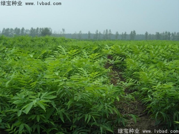 <a href='http://www.wuzhouwash.com/linmuzhongzi/1742.html' target='_blank'>無患子</a><a href='http://www.wuzhouwash.com/' target='_blank'>種子</a>