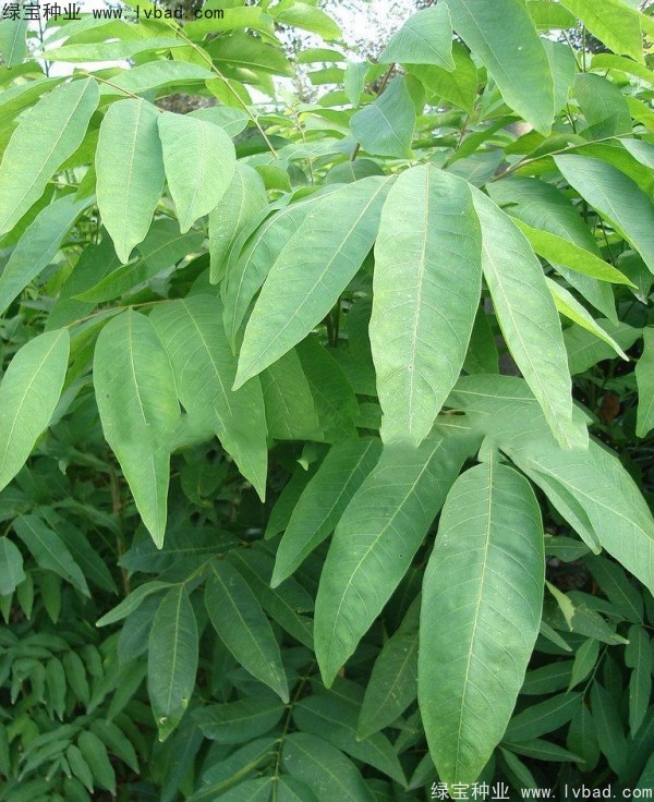 無患子<a href='http://www.wuzhouwash.com/' target='_blank'>種子</a>