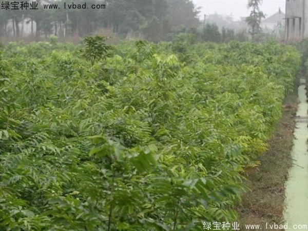 無患子<a href='http://www.wuzhouwash.com/' target='_blank'>種子</a>