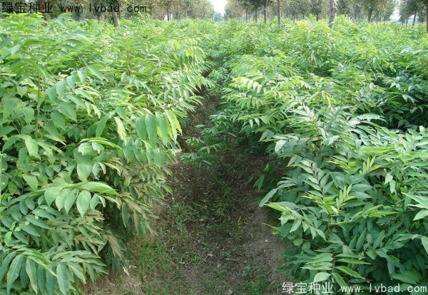 <a href='http://www.wuzhouwash.com/linmuzhongzi/1742.html' target='_blank'>無患子種子</a>