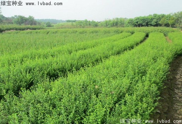 <a href='http://www.wuzhouwash.com/linmuzhongzi/1743.html' target='_blank'>小葉女貞種子</a>