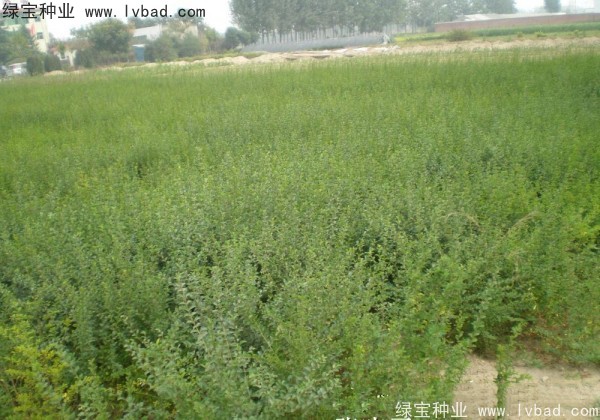 <a href='http://www.wuzhouwash.com/linmuzhongzi/1743.html' target='_blank'>小葉女貞種子</a>