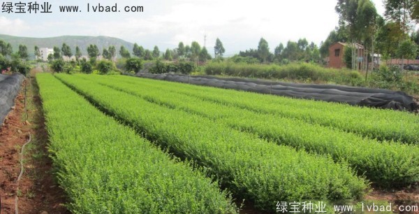 <a href='http://www.wuzhouwash.com/linmuzhongzi/1743.html' target='_blank'>小葉女貞</a><a href='http://www.wuzhouwash.com/' target='_blank'>種子</a>