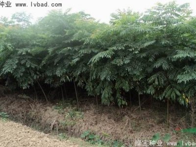 黃山欒樹種子