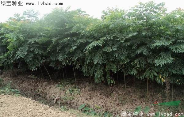 <a href='http://www.wuzhouwash.com/linmuzhongzi/1745.html' target='_blank'>黃山欒樹種子</a>