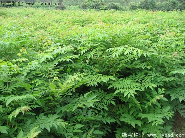 <a href='http://www.wuzhouwash.com/linmuzhongzi/1745.html' target='_blank'>黃山欒樹種子</a>
