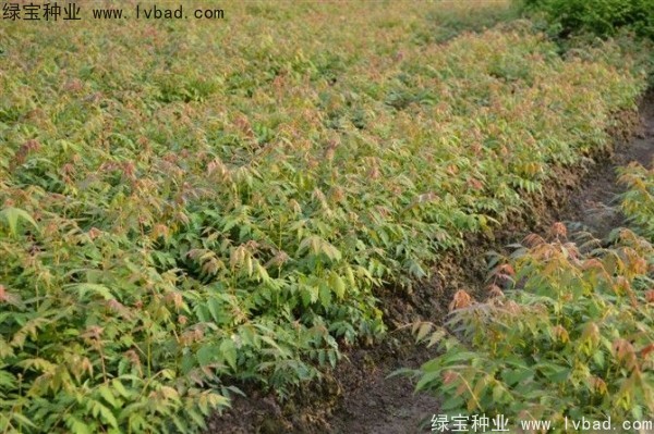 黃山<a href='http://www.wuzhouwash.com/linmuzhongzi/1710.html' target='_blank'>欒樹種子</a>