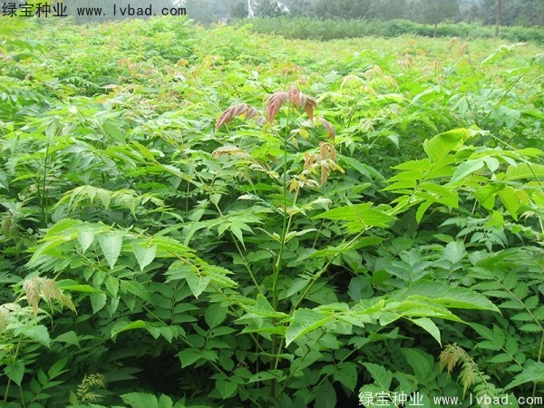 <a href='http://www.wuzhouwash.com/linmuzhongzi/1745.html' target='_blank'>黃山欒樹種子</a>