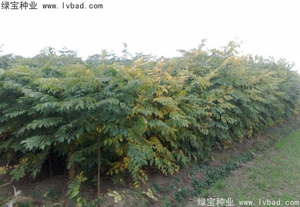 黃山<a href='http://www.wuzhouwash.com/linmuzhongzi/1710.html' target='_blank'>欒樹種子</a>