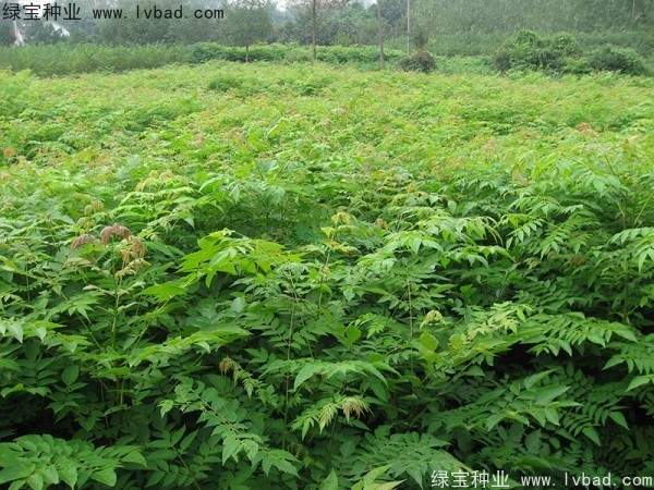 黃山<a href='http://www.wuzhouwash.com/linmuzhongzi/1710.html' target='_blank'>欒樹種子</a>