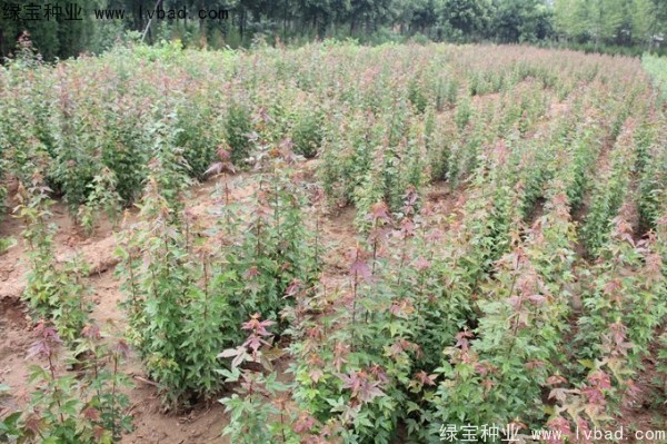 <a href='http://www.wuzhouwash.com/linmuzhongzi/1746.html' target='_blank'>三角楓種子</a>