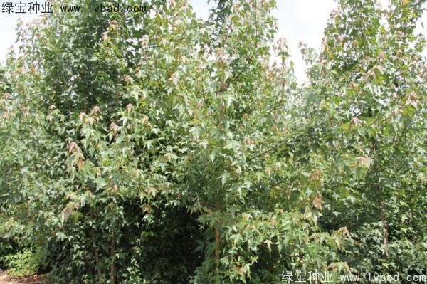 <a href='http://www.wuzhouwash.com/linmuzhongzi/1746.html' target='_blank'>三角楓種子</a>