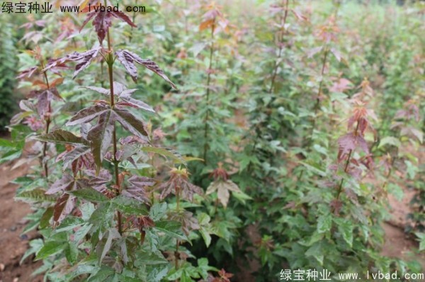 <a href='http://www.wuzhouwash.com/linmuzhongzi/1746.html' target='_blank'>三角楓</a><a href='http://www.wuzhouwash.com/' target='_blank'>種子</a>