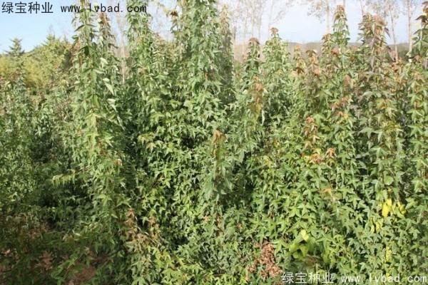 <a href='http://www.wuzhouwash.com/linmuzhongzi/1746.html' target='_blank'>三角楓種子</a>