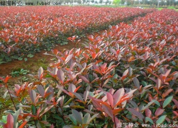 紅葉石楠<a href='http://www.wuzhouwash.com/' target='_blank'>種子</a>