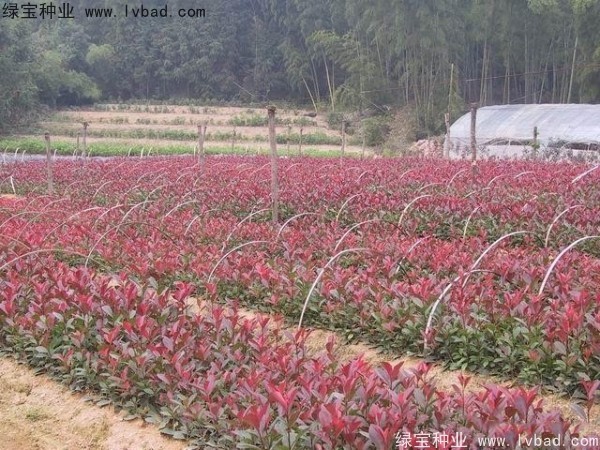 <a href='http://www.wuzhouwash.com/linmuzhongzi/1747.html' target='_blank'>紅葉石楠種子</a>