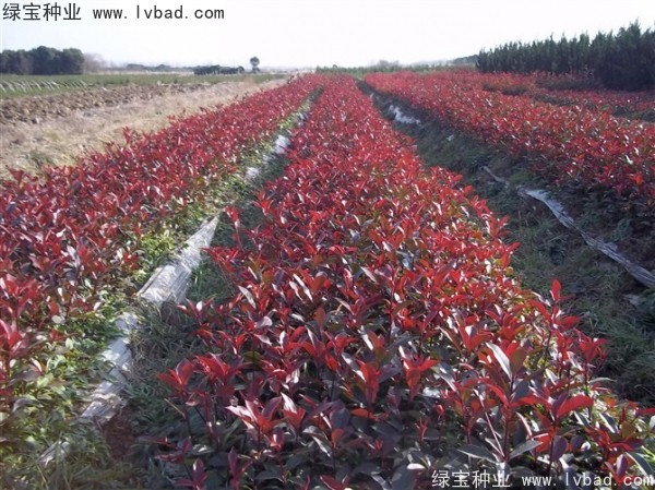 <a href='http://www.wuzhouwash.com/linmuzhongzi/1747.html' target='_blank'>紅葉石楠種子</a>