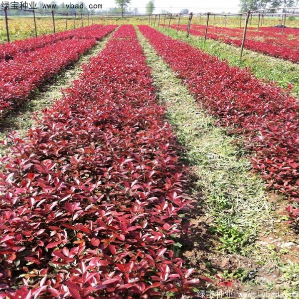 紅葉石楠<a href='http://www.wuzhouwash.com/' target='_blank'>種子</a>