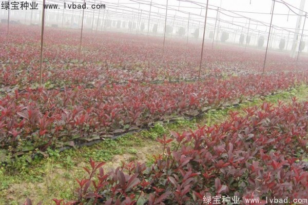 <a href='http://www.wuzhouwash.com/linmuzhongzi/1747.html' target='_blank'>紅葉石楠種子</a>