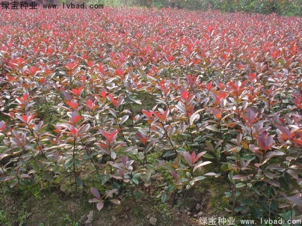 紅葉石楠<a href='http://www.wuzhouwash.com/' target='_blank'>種子</a>