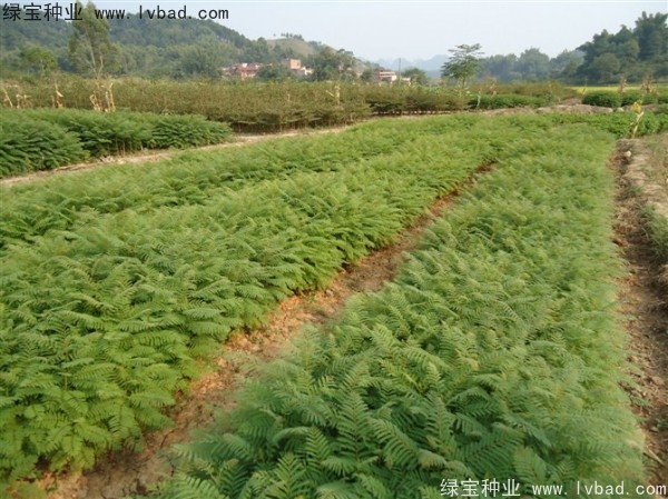 <a href='http://www.wuzhouwash.com/linmuzhongzi/1748.html' target='_blank'>藍花楹</a><a href='http://www.wuzhouwash.com/' target='_blank'>種子</a>