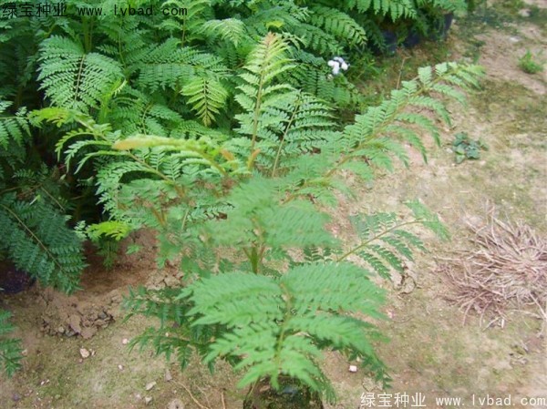 <a href='http://www.wuzhouwash.com/linmuzhongzi/1748.html' target='_blank'>藍花楹種子</a>