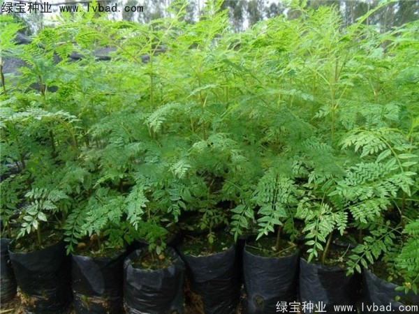 藍花楹<a href='http://www.wuzhouwash.com/' target='_blank'>種子</a>