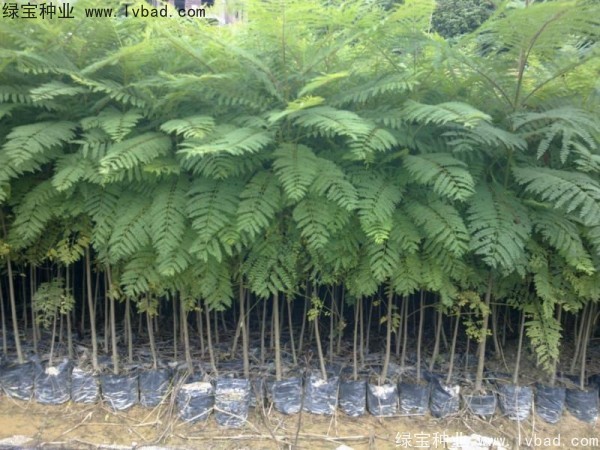<a href='http://www.wuzhouwash.com/linmuzhongzi/1748.html' target='_blank'>藍花楹種子</a>