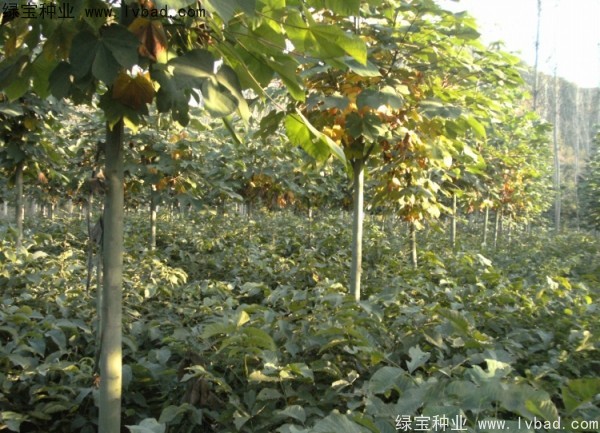 <a href='http://www.wuzhouwash.com/linmuzhongzi/1749.html' target='_blank'>青桐</a><a href='http://www.wuzhouwash.com/' target='_blank'>種子</a>