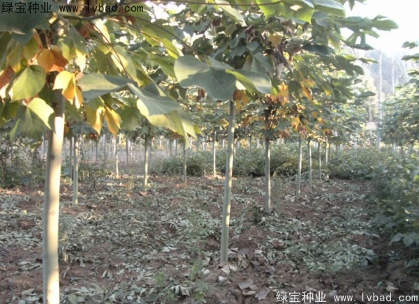 <a href='http://www.wuzhouwash.com/linmuzhongzi/1749.html' target='_blank'>青桐種子</a>