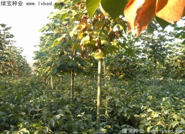 <a href='http://www.wuzhouwash.com/linmuzhongzi/1749.html' target='_blank'>青桐種子</a>