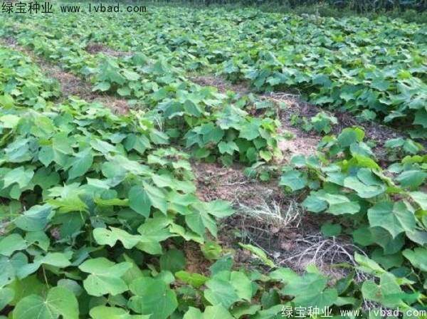 <a href='http://www.wuzhouwash.com/linmuzhongzi/1749.html' target='_blank'>青桐種子</a>
