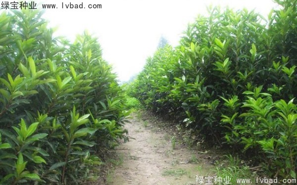 <a href='http://www.wuzhouwash.com/linmuzhongzi/1750.html' target='_blank'>法國冬青</a><a href='http://www.wuzhouwash.com/' target='_blank'>種子</a>