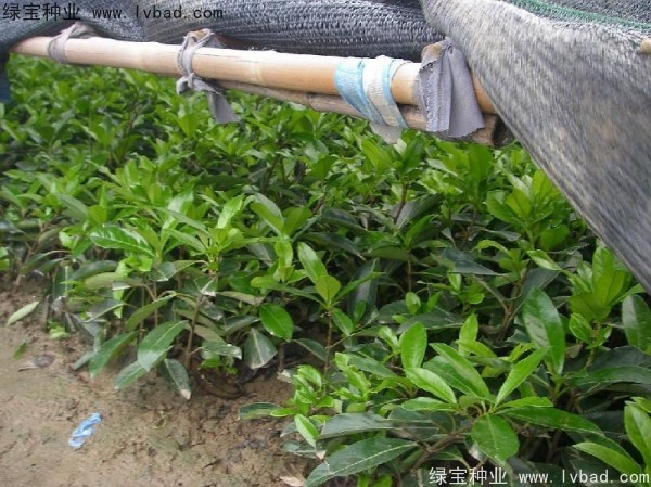 <a href='http://www.wuzhouwash.com/linmuzhongzi/1750.html' target='_blank'>法國冬青種子</a>