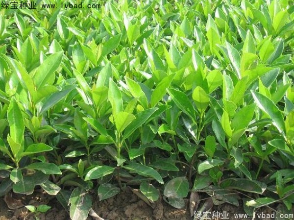 法國冬青<a href='http://www.wuzhouwash.com/' target='_blank'>種子</a>