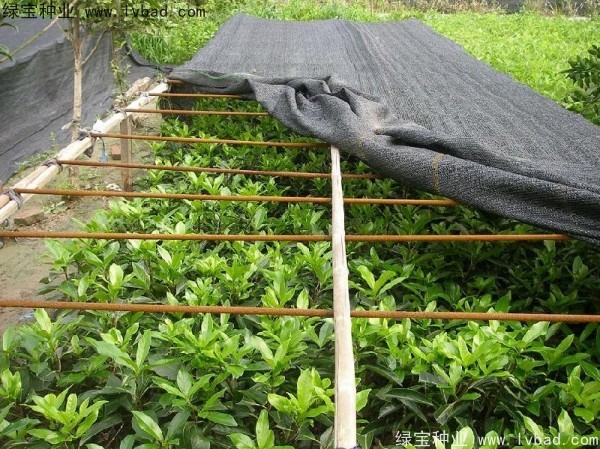 <a href='http://www.wuzhouwash.com/linmuzhongzi/1750.html' target='_blank'>法國冬青種子</a>