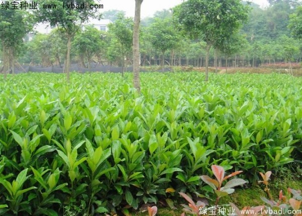 <a href='http://www.wuzhouwash.com/linmuzhongzi/1750.html' target='_blank'>法國冬青種子</a>