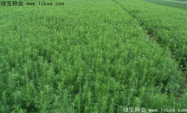 <a href='http://www.wuzhouwash.com/linmuzhongzi/1751.html' target='_blank'>落葉松種子</a>