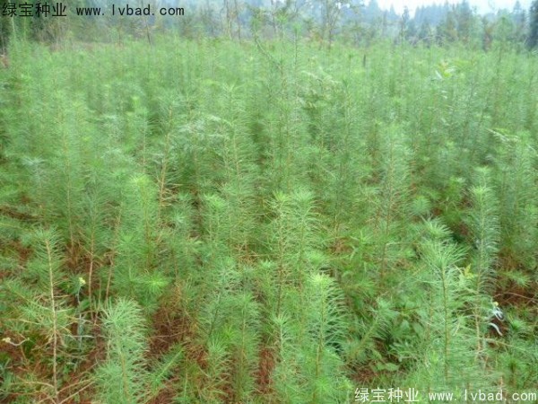 落葉松<a href='http://www.wuzhouwash.com/' target='_blank'>種子</a>