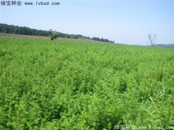 落葉松<a href='http://www.wuzhouwash.com/' target='_blank'>種子</a>