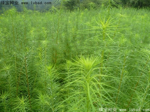 落葉松<a href='http://www.wuzhouwash.com/' target='_blank'>種子</a>