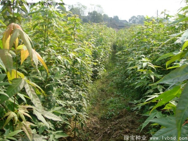 <a href='http://www.wuzhouwash.com/linmuzhongzi/1752.html' target='_blank'>青楓</a><a href='http://www.wuzhouwash.com/' target='_blank'>種子</a>