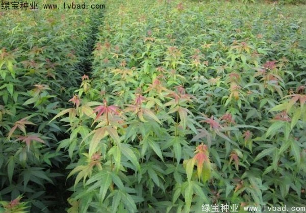 <a href='http://www.wuzhouwash.com/linmuzhongzi/1752.html' target='_blank'>青楓</a><a href='http://www.wuzhouwash.com/' target='_blank'>種子</a>
