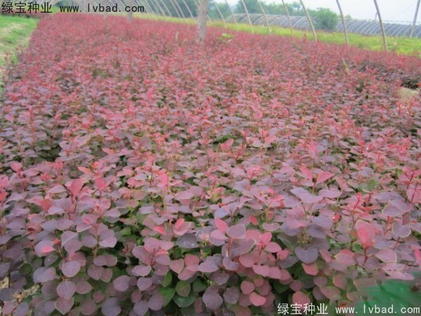 紅葉小檗<a href='http://www.wuzhouwash.com/' target='_blank'>種子</a>