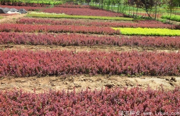 <a href='http://www.wuzhouwash.com/linmuzhongzi/1753.html' target='_blank'>紅葉小檗種子</a>