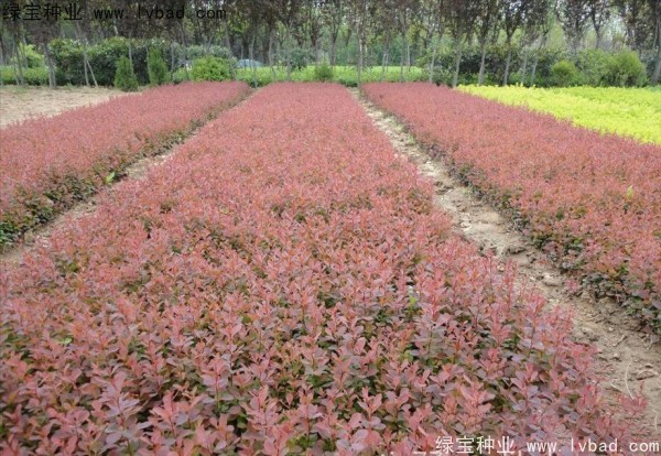 紅葉小檗<a href='http://www.wuzhouwash.com/' target='_blank'>種子</a>