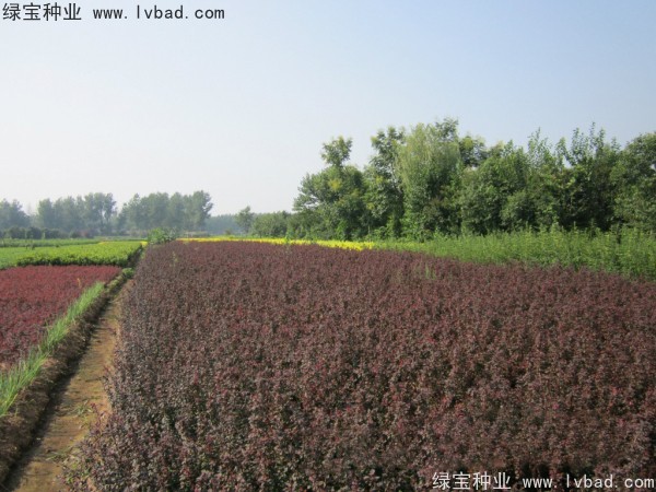 <a href='http://www.wuzhouwash.com/linmuzhongzi/1753.html' target='_blank'>紅葉小檗種子</a>