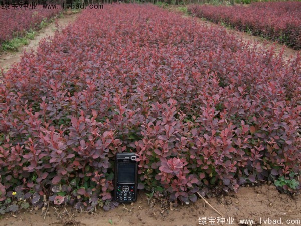 <a href='http://www.wuzhouwash.com/linmuzhongzi/1753.html' target='_blank'>紅葉小檗</a>